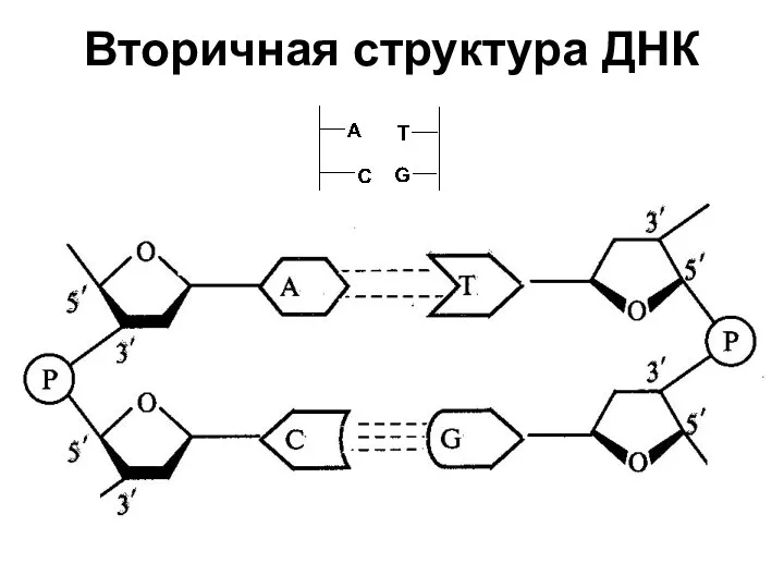 Вторичная структура ДНК