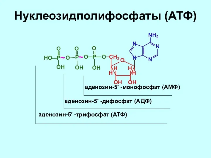 Нуклеозидполифосфаты (АТФ) аденозин-5′ -монофосфат (АМФ) аденозин-5′ -дифосфат (АДФ) аденозин-5′ -трифосфат (АТФ)