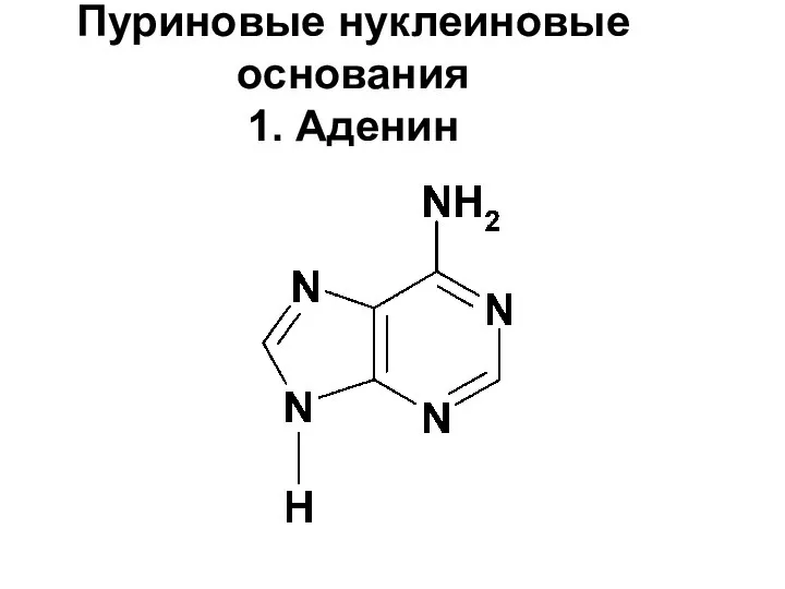 Пуриновые нуклеиновые основания 1. Аденин