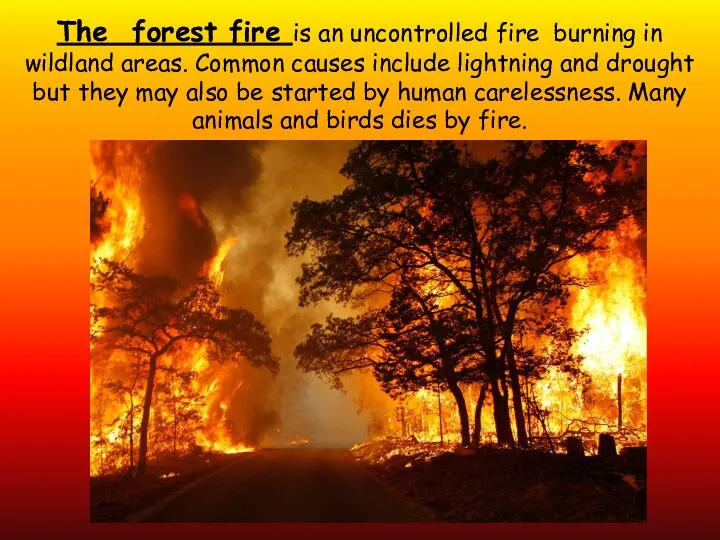 The forest fire is an uncontrolled fire burning in wildland areas.