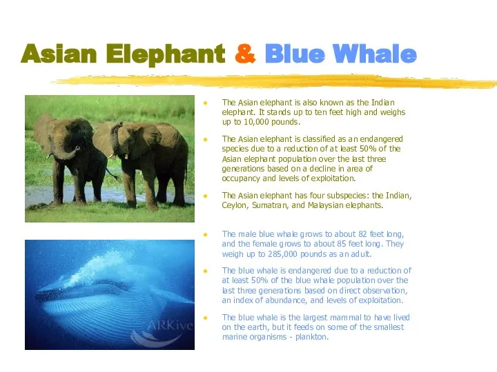 Asian Elephant & Blue Whale The Asian elephant is also known