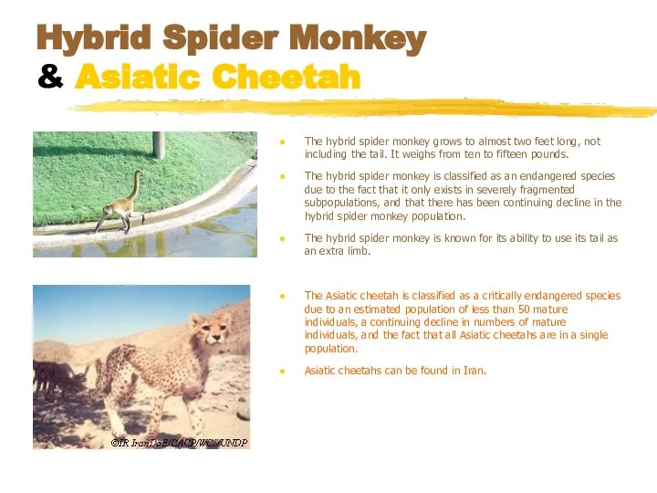 Hybrid Spider Monkey & Asiatic Cheetah The hybrid spider monkey grows