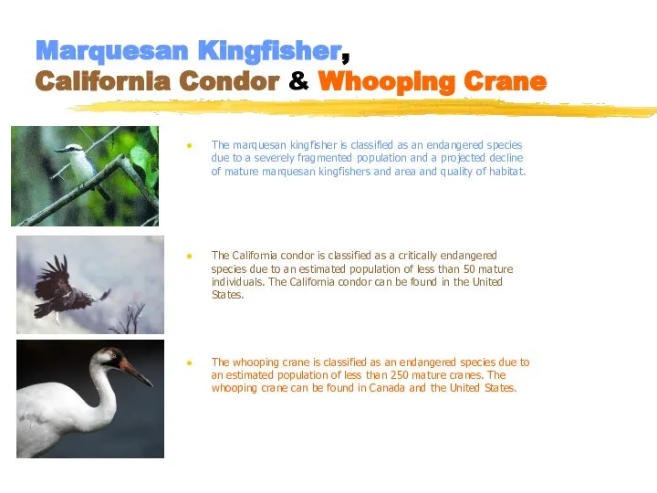 Marquesan Kingfisher, California Condor & Whooping Crane The marquesan kingfisher is