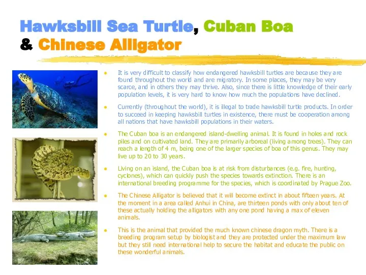 Hawksbill Sea Turtle, Cuban Boa & Chinese Alligator It is very