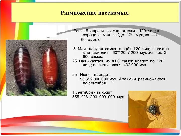 Размножение насекомых. Если 15 апреля – самка отложит 120 яиц; в