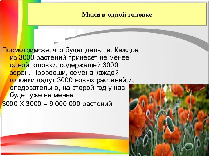 Маки в одной головке Посмотрим же, что будет дальше. Каждое из