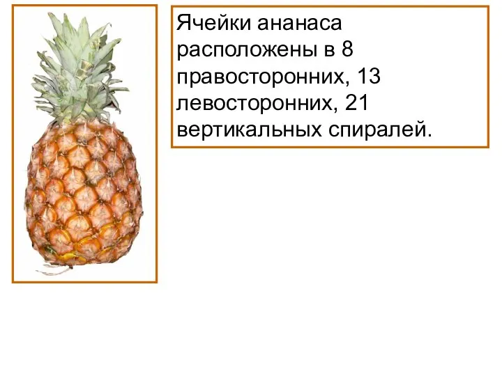 Ячейки ананаса расположены в 8 правосторонних, 13 левосторонних, 21 вертикальных спиралей.