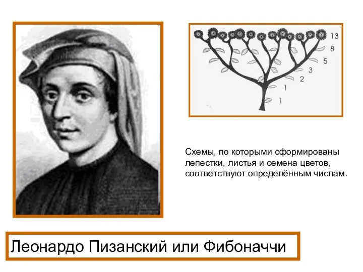 Леонардо Пизанский или Фибоначчи Схемы, по которыми сформированы лепестки, листья и семена цветов, соответствуют определённым числам.