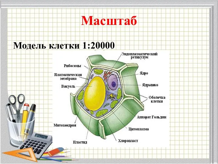 Масштаб Модель клетки 1:20000