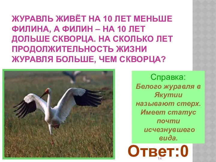 Справка: Белого журавля в Якутии называют стерх. Имеет статус почти исчезнувшего