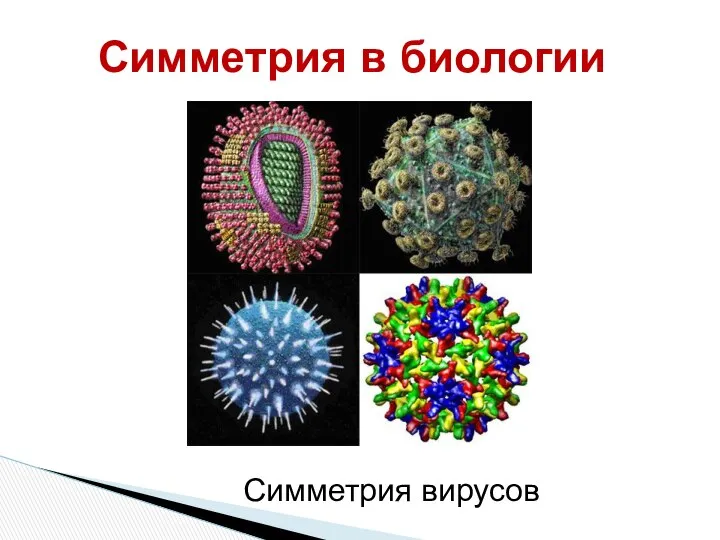 Симметрия вирусов Симметрия в биологии