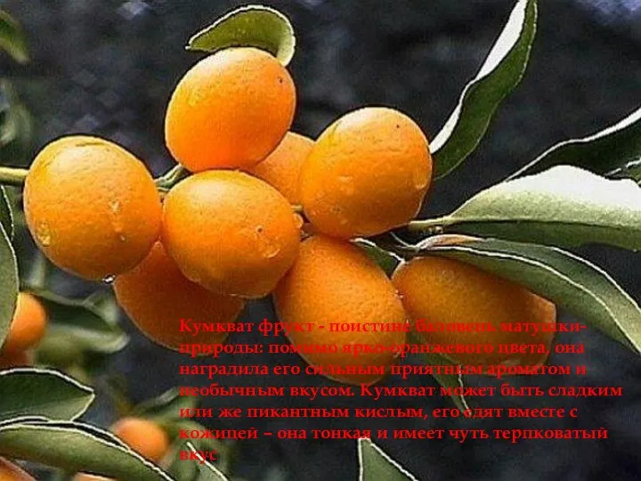 Кумкват фрукт - поистине баловень матушки-природы: помимо ярко-оранжевого цвета, она наградила
