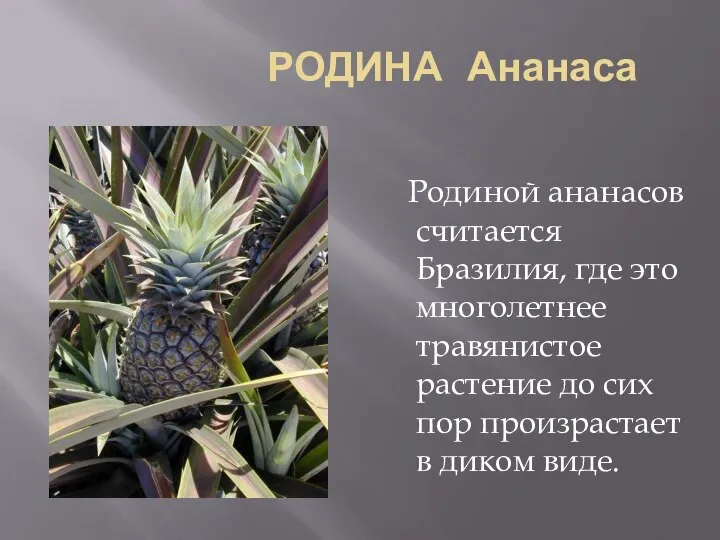 РОДИНА Ананаса Родиной ананасов считается Бразилия, где это многолетнее травянистое растение