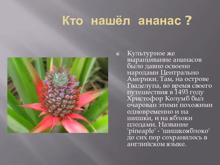 Кто нашёл ананас ? Культурное же выращивание ананасов было давно освоено