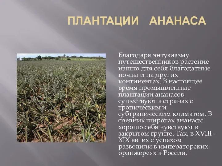 ПЛАНТАЦИИ АНАНАСА Благодаря энтузиазму путешественников растение нашло для себя благодатные почвы