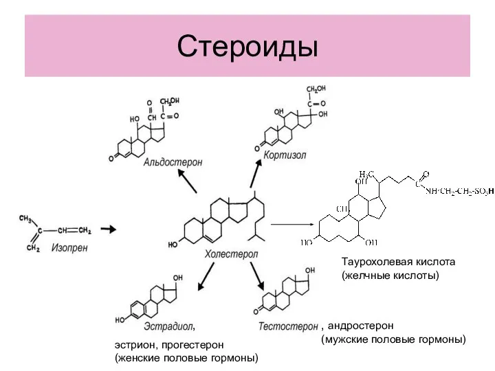 Стероиды Таурохолевая кислота (желчные кислоты) , андростерон (мужские половые гормоны) , эстрион, прогестерон (женские половые гормоны)