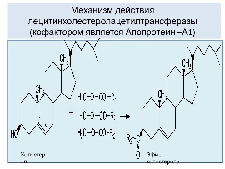 Механизм действия лецитинхолестеролацетилтрансферазы (кофактором является Апопротеин –А1) Холестерол Эфиры холестерола