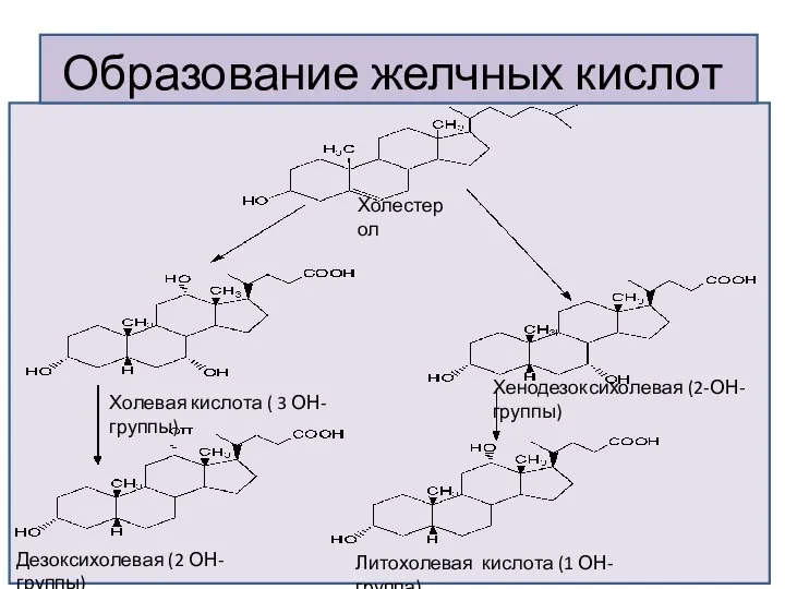 Образование желчных кислот Холестерол Холевая кислота ( 3 ОН-группы) Хенодезоксихолевая (2-ОН-группы)