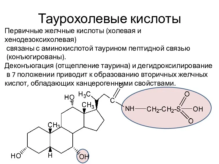 Таурохолевые кислоты Первичные желчные кислоты (холевая и хенодезоксихолевая) связаны с аминокислотой