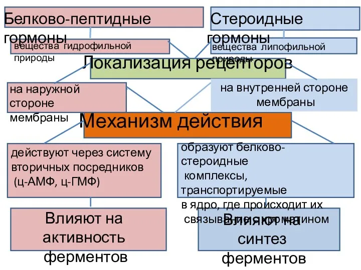 Белково-пептидные гормоны Стероидные гормоны вещества гидрофильной природы вещества липофильной природы Локализация