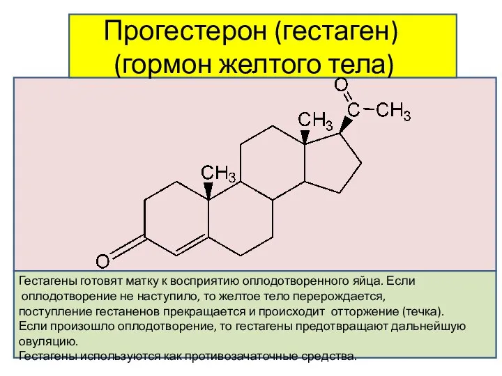 Прогестерон (гестаген) (гормон желтого тела) Гестагены готовят матку к восприятию оплодотворенного