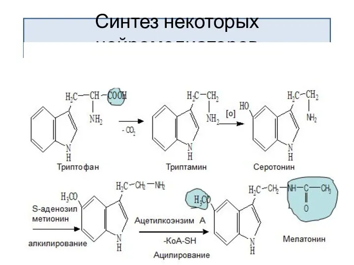 Синтез некоторых нейромедиаторов