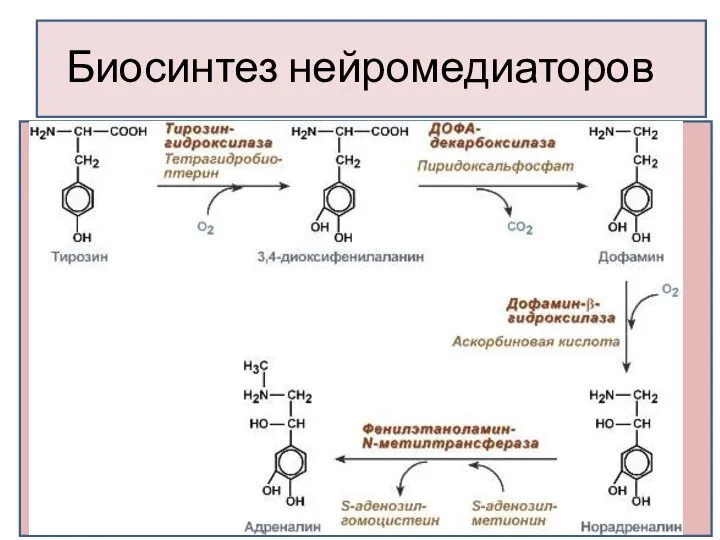 Биосинтез нейромедиаторов