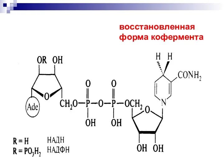 восстановленная форма кофермента