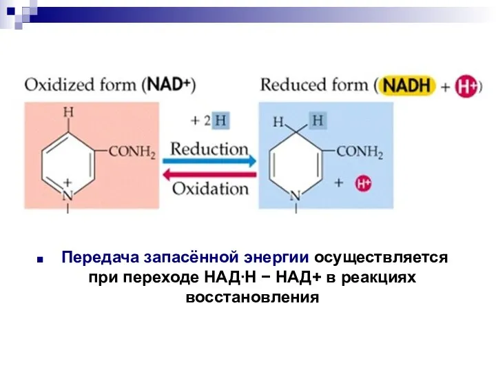 Передача запасённой энергии осуществляется при переходе НАДН  НАД+ в реакциях восстановления