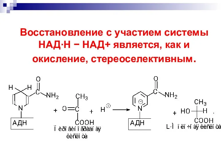 Восстановление с участием системы НАДН  НАД+ является, как и окисление, стереоселективным.