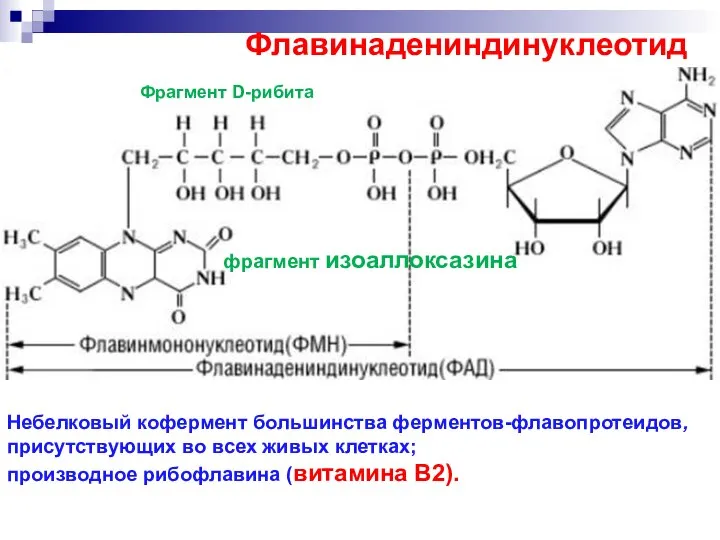 Флавинадениндинуклеотид Небелковый кофермент большинства ферментов-флавопротеидов, присутствующих во всех живых клетках; производное