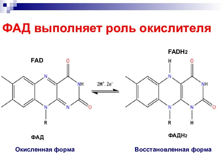 ФАД выполняет роль окислителя FAD FADH2 ФАД ФАДН2 Окисленная форма Восстановленная форма