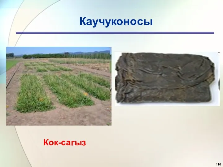 Каучуконосы Кок-сагыз