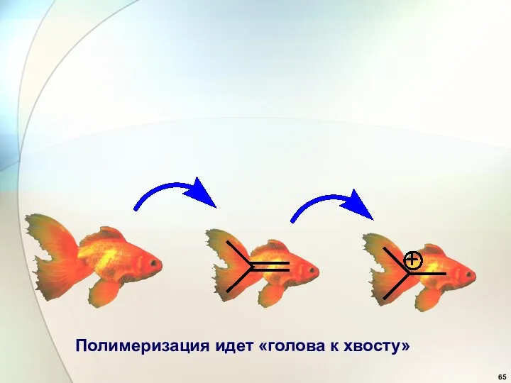 Полимеризация идет «голова к хвосту»