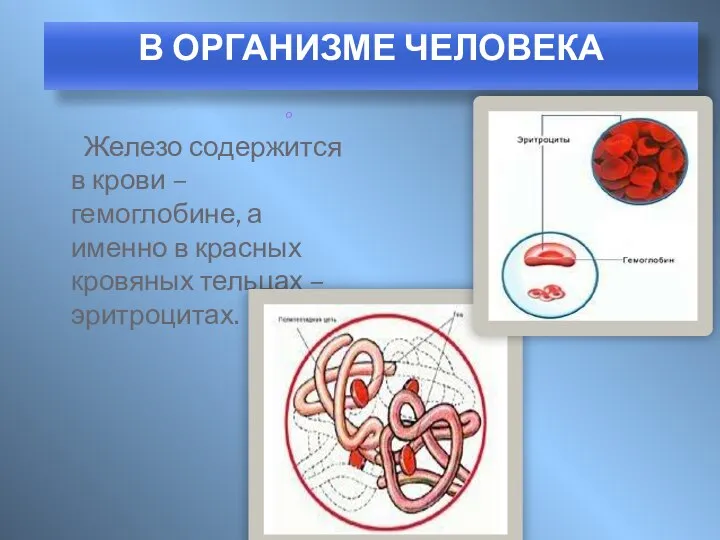 Железо содержится в крови – гемоглобине, а именно в красных кровяных