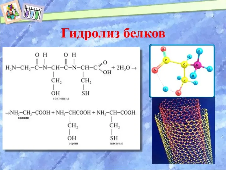 Гидролиз белков