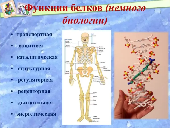 Функции белков (немного биологии) транспортная защитная каталитическая структурная регуляторная рецепторная двигательная энергетическая