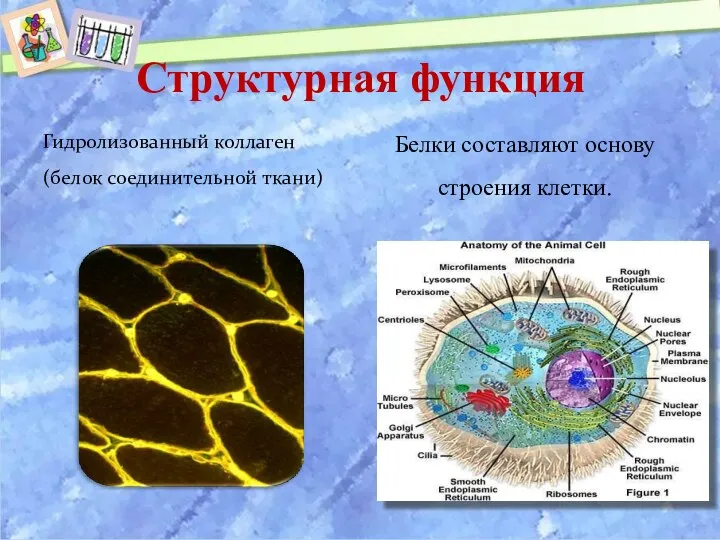 Структурная функция Гидролизованный коллаген (белок соединительной ткани) Белки составляют основу строения клетки.