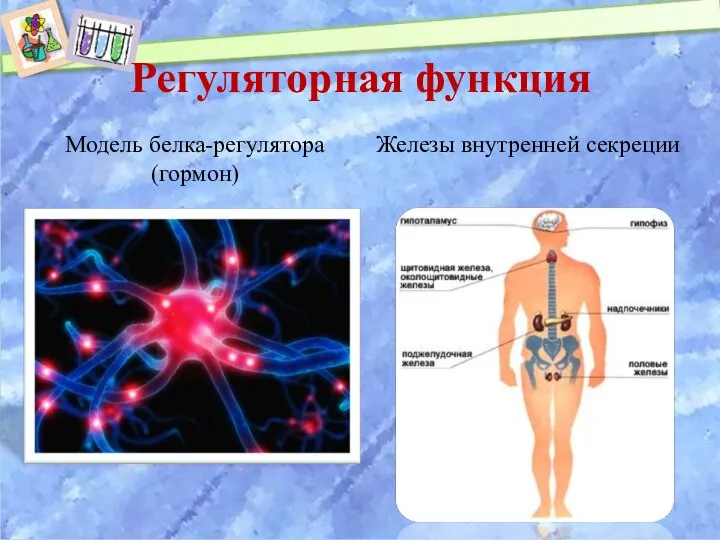 Регуляторная функция Модель белка-регулятора (гормон) Железы внутренней секреции