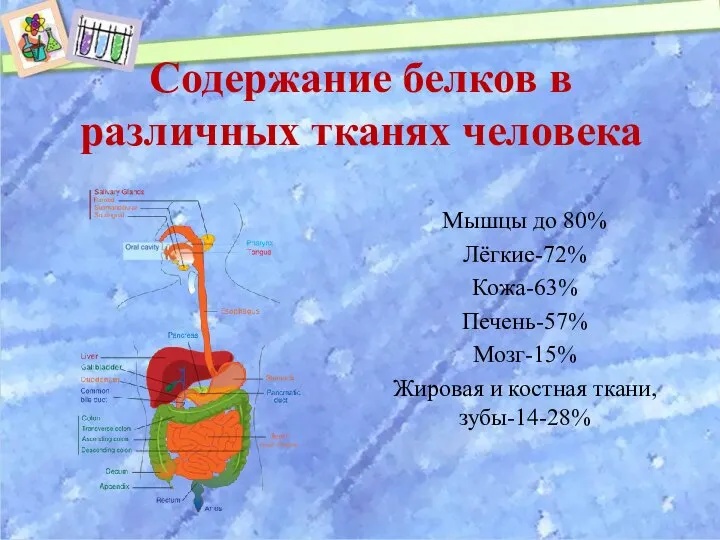 Содержание белков в различных тканях человека Мышцы до 80% Лёгкие-72% Кожа-63%