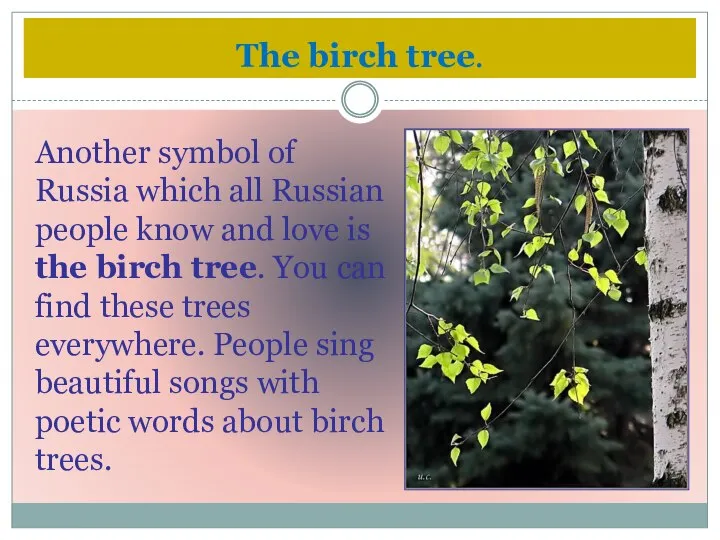 The birch tree. Another symbol of Russia which all Russian people