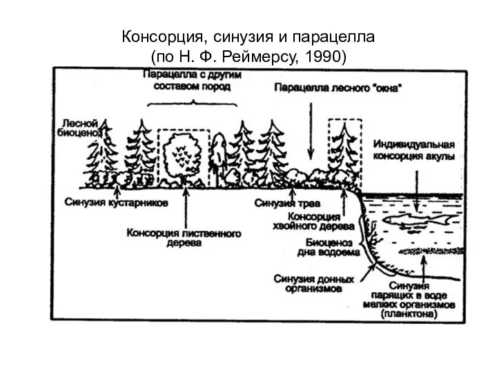 Консорция, синузия и парацелла (по Н. Ф. Реймерсу, 1990)