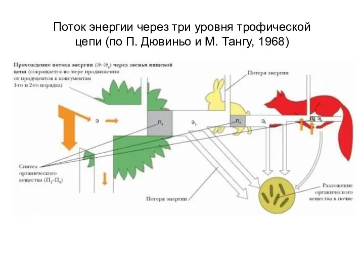 Поток энергии через три уровня трофической цепи (по П. Дювиньо и М. Тангу, 1968)