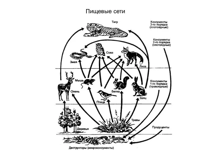 Пищевые сети