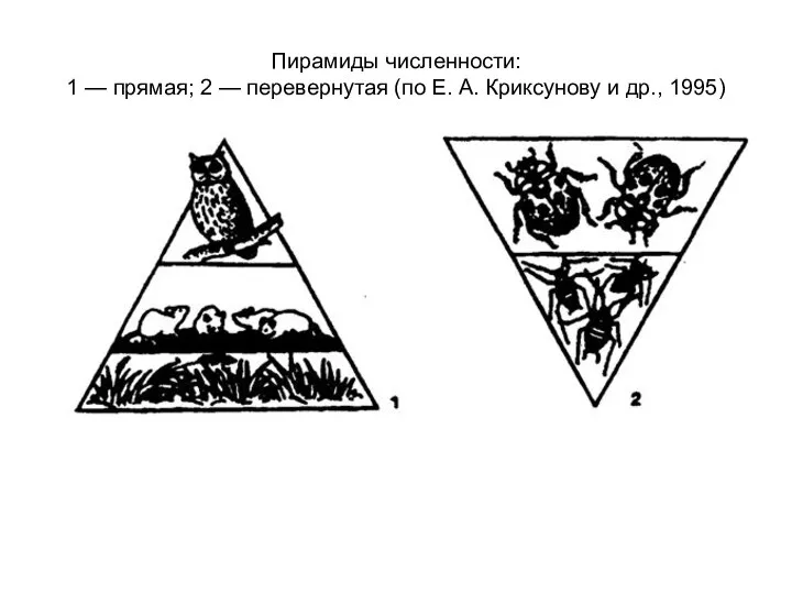 Пирамиды численности: 1 — прямая; 2 — перевернутая (по Е. А. Криксунову и др., 1995)