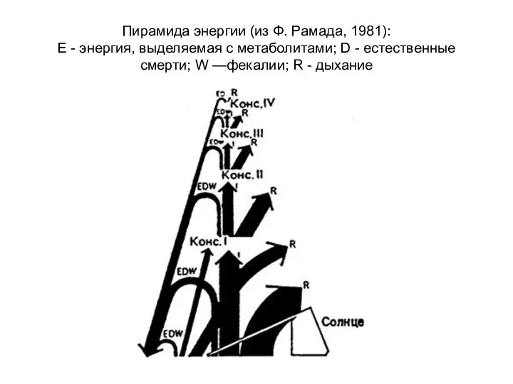 Пирамида энергии (из Ф. Рамада, 1981): Е - энергия, выделяемая с