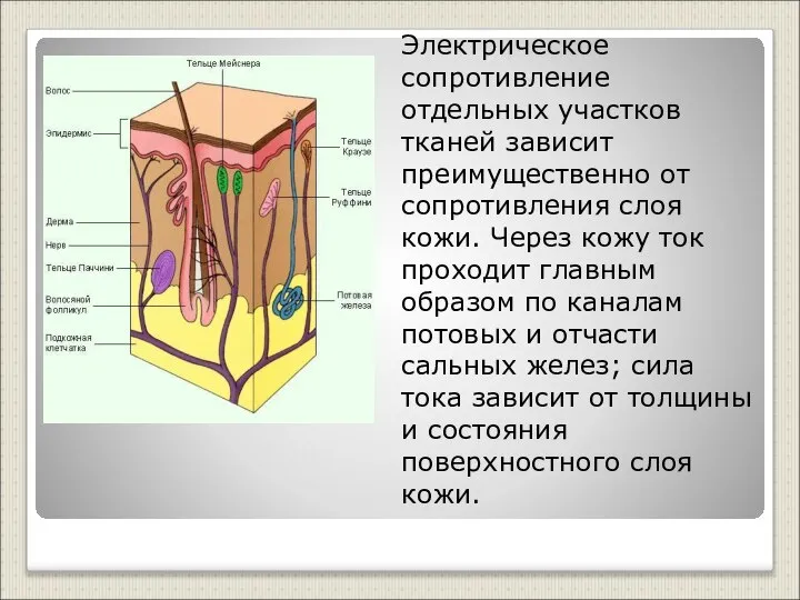 Электрическое сопротивление отдельных участков тканей зависит преимущественно от сопротивления слоя кожи.