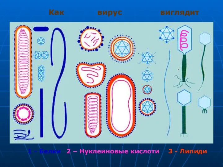 Как вирус виглядит 1 - Белки 2 – Нуклеиновые кислоти 3 - Липиди