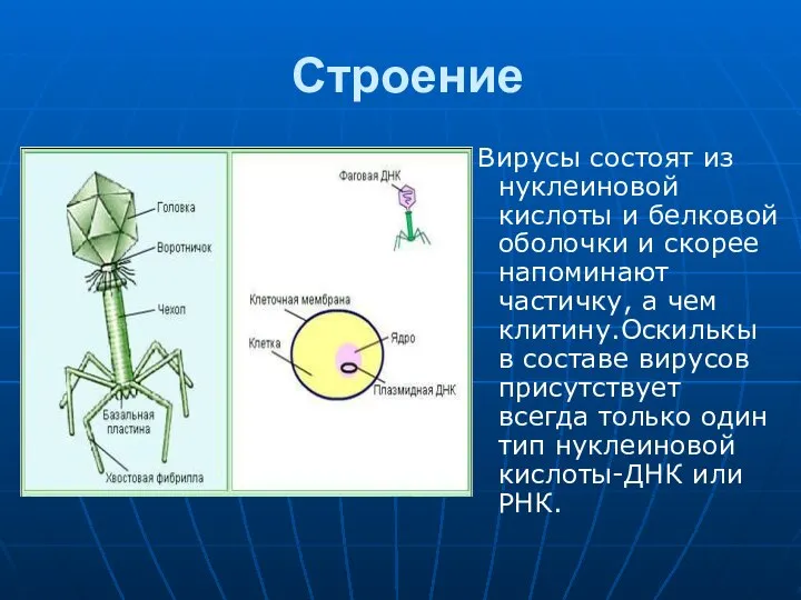 Строение Вирусы состоят из нуклеиновой кислоты и белковой оболочки и скорее