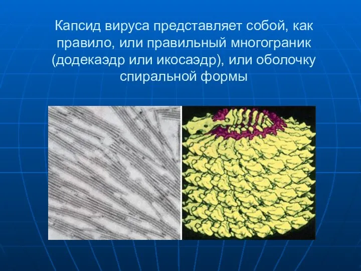 Капсид вируса представляет собой, как правило, или правильный многограник (додекаэдр или икосаэдр), или оболочку спиральной формы